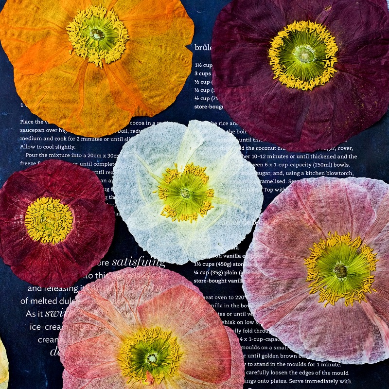 1pcs,Nature Field Poppy Presse – обзор и цена Art And Craft Nature