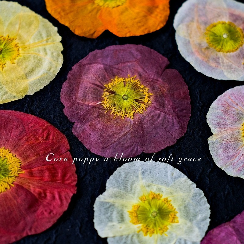 1pcs,Nature Field Poppy Presse – обзор и цена Art And Craft Nature