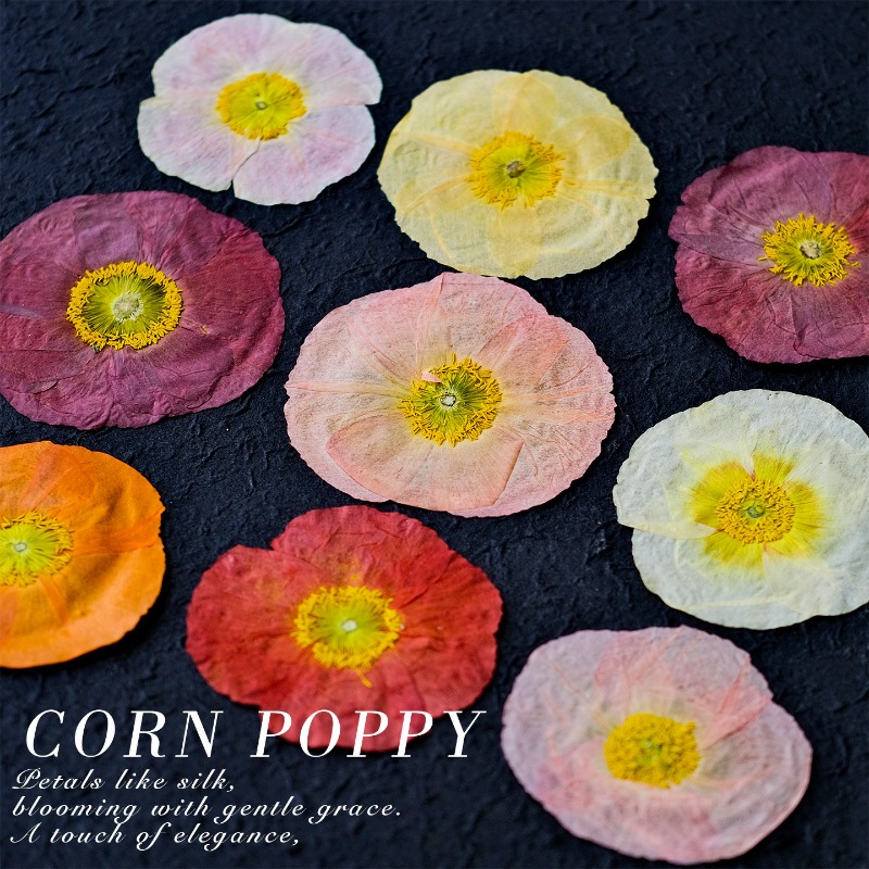 1pcs,Nature Field Poppy Presse – обзор и цена Art And Craft Nature