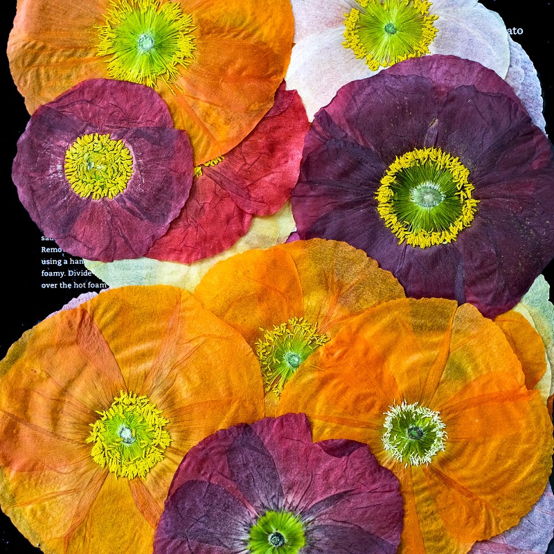 1pcs,Nature Field Poppy Presse – обзор и цена Art And Craft Nature