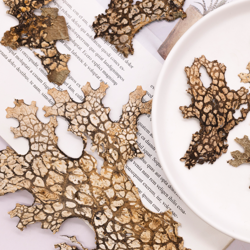 4pcs,Rare Bark Natural Pressed – обзор и цена Art And Craft Nature