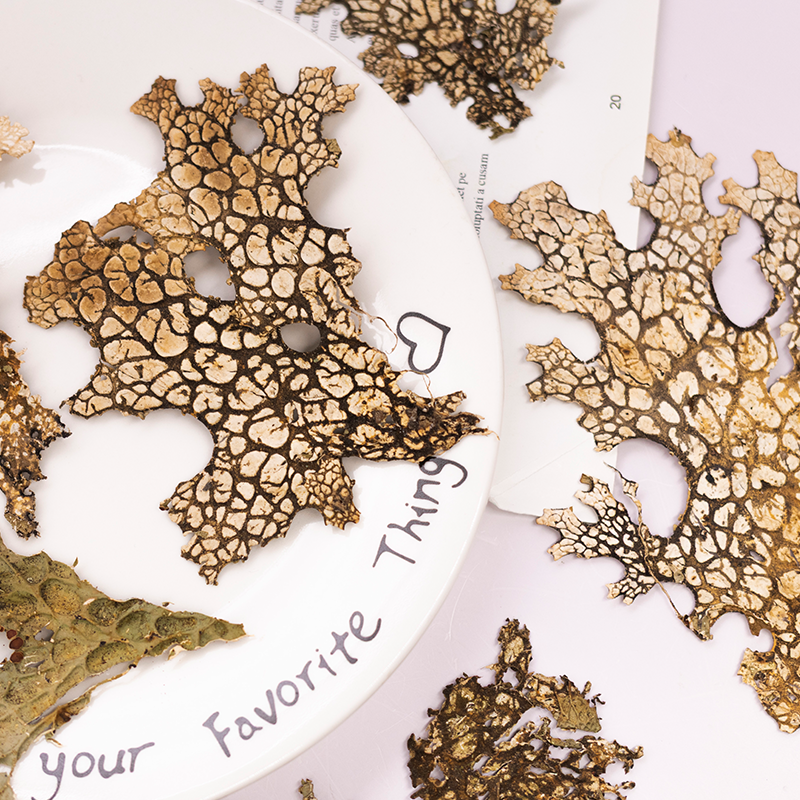 4pcs,Rare Bark Natural Pressed – обзор и цена Art And Craft Nature