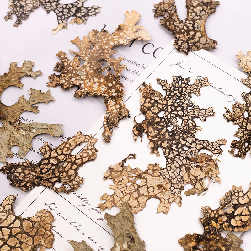 4pcs,Rare Bark Natural Pressed – обзор и цена Art And Craft Nature