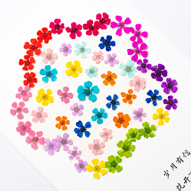 96Pcs Mini 1.5cm Natural Press – обзор и цена Art And Craft Nature
